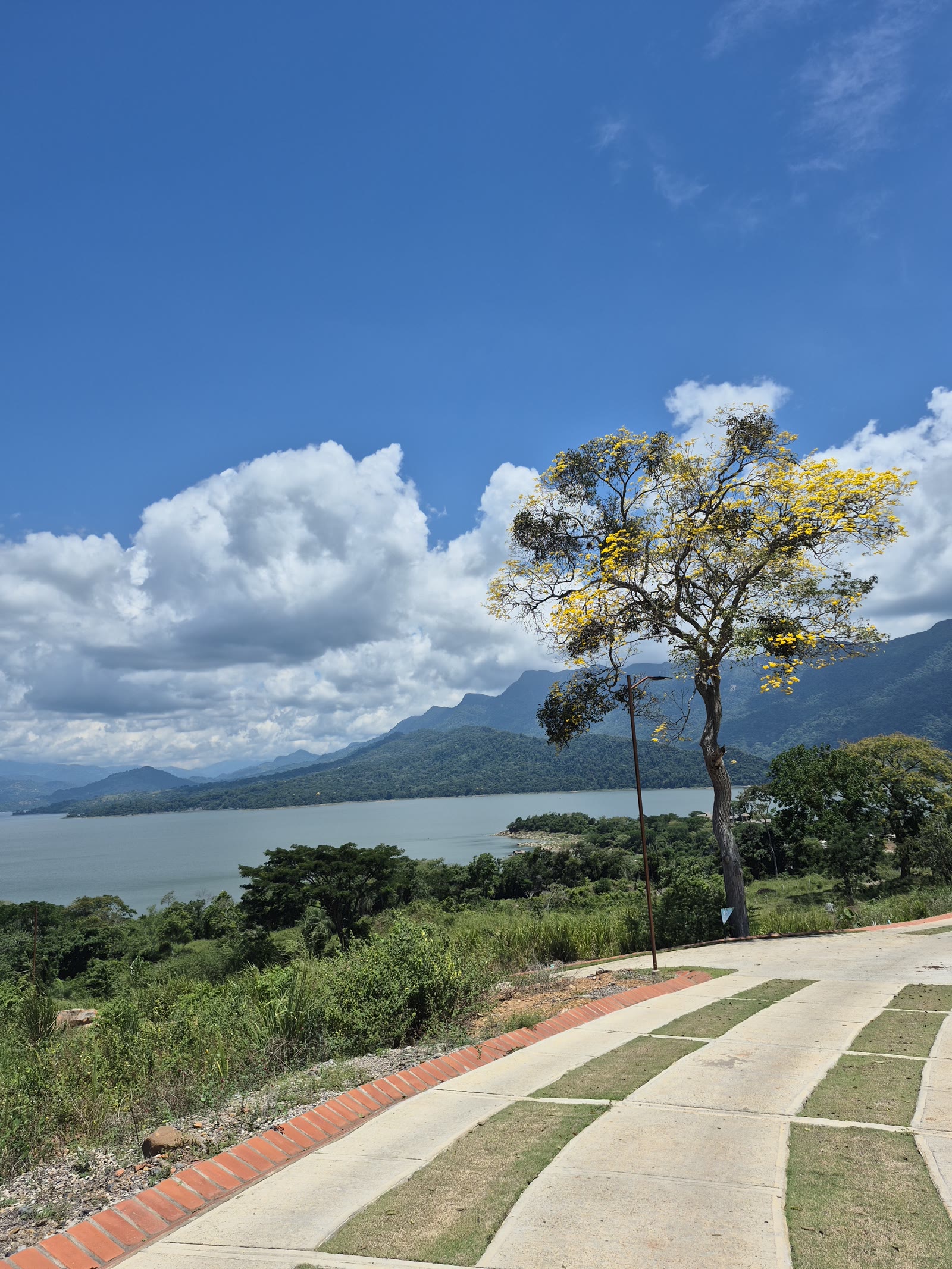 Blooming guayacán tree along the trail, overlooking the Topocoro Reservoir